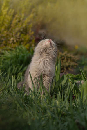 Emotional spring cat sits on a flower bed among many flowers. Cat sits in the garden among colorful flowersの写真素材