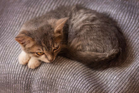 Kitten sleeps in his soft cozy bed at home. Cozy nap time and sleep. Perfect rest and relaxation concept.の写真素材