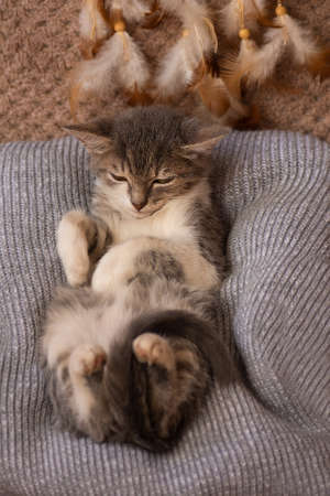 Kitten sleeps in his soft cozy bed at home. Cozy nap time and sleep. Perfect rest and relaxation...