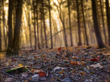 Awesome sunny wild area. Mystical dreamy forest in blue fog in autumn and magical light.の写真素材