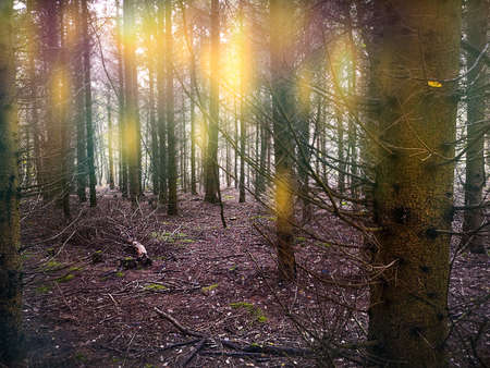 Fairy tale divine woodland. Fantasy autumn forest landscape.
