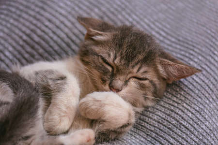 Cat is sleeping in the bed. Little cat is snuggled up in soft bed while trying to sleep.の写真素材