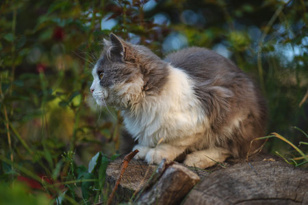 Portrait of a cute kitten in profile. Beautiful cat portrait in nature. Kitty playing in the garden with flowers on background. Cute cat fun playing on green grass.の写真素材