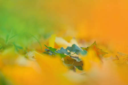 Colorful tree leaves. Colorful foliage in sunny woods. Beautiful autumn foliage background.の写真素材