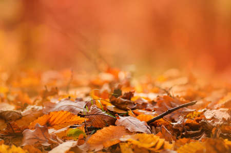 Autumnal mood background. Falling autumn leaves natural background. Abstract autumn background concept.の写真素材