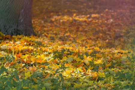 Autumn leaves and branches season composition. Falling autumn leaves natural background. Abstract...