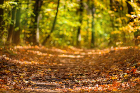 Colored autumn leaves in sunny warm forest. Beautiful autumn seasonal leaves on the ground in forest.の写真素材