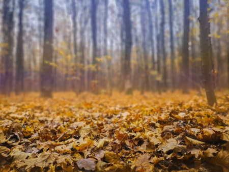 Oak orange leaves in the forest top view. Colorful quercus leafes in autumn forest top view.の写真素材
