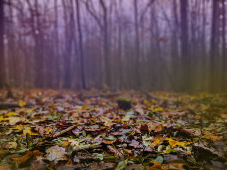 Colorful autumn leaves on the green grass in a sunny day.の写真素材