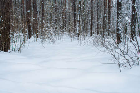 Winter landscape in snowy park. Winter Christmas background with snow. Winter landscape snow covered.の写真素材