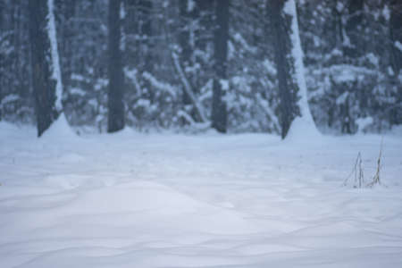 Abstract bright snowy background with forest background. Winter landscape in snowy park.の写真素材