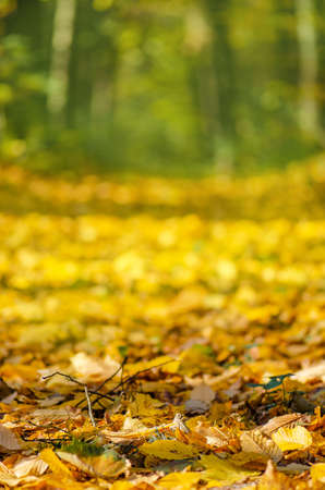 Wind blowing yellow leaves in autumn bright woods. Background with falling flying vivid leaves in...