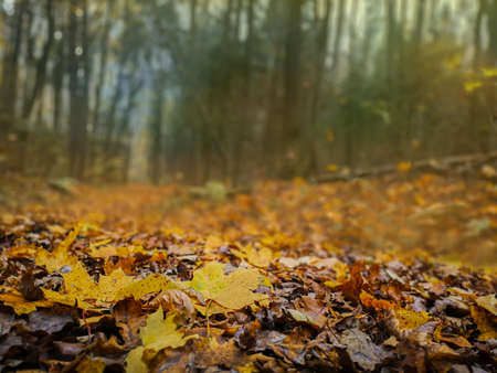 Maple leaves background. Colorful backround of fallen autumn acer leaves.の写真素材