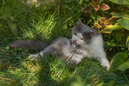 Kitten in the garden licking his face out of doors. Cat with tongue sticking out.の写真素材