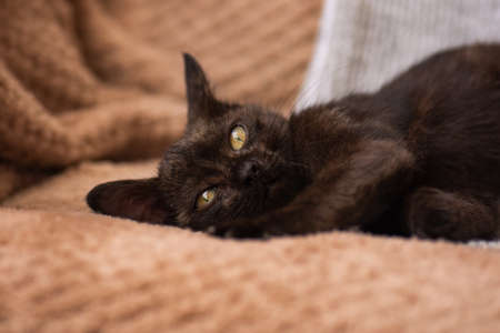 Portrait of kitten sleeps on the sofa. Kitten relaxing on soft gray knitted backgroundの写真素材