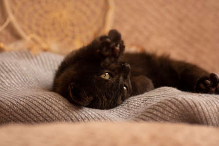 Small fluffy black kitten. Cute black kitten resting on cushionの写真素材