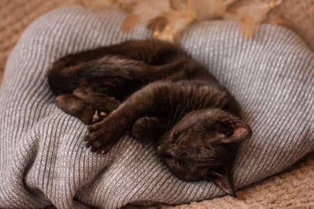 Cute cat on soft woolen sweater on sofa. Cats rest after eating at home on soft bed. Happy domestic animal cat sleeps sweetly on knitted bed.の写真素材