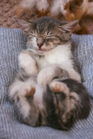 Lazy cat sleep in soft cozy bed. Sleeping funny cat. Lazy cat relaxing on furry blanket.の写真素材