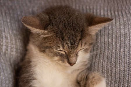 Little cat on a pastel colored pillow. Concept stay home. Kitten relaxing on soft gray knitted background.の写真素材