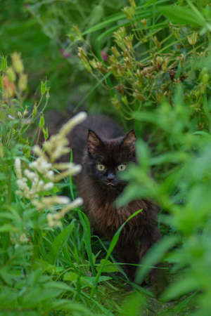 Green grass and cat. Adorable young cat is eating herb in the park on the nature. Fun cat eats grass.の写真素材