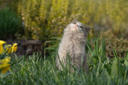 Young cat on a beautiful spring day. Spring or summer photo. Young cat enjoys spring in the garden outdoor. Emotional spring cat portrait.の写真素材