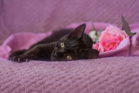 Beautiful black fluffy kitten and pink roses relax on soft pink background. Cute black cat and pink roses on soft woolen sweaterの写真素材