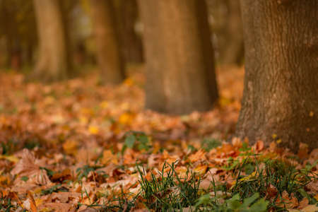 Autumn forest with beautiful bright autumn leaves. Abstract bright autumn background.の写真素材