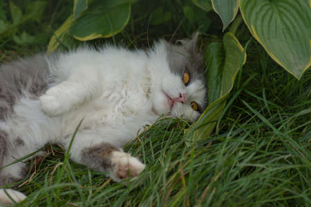 Cat and plants. Cat with fluffy tail walking away. Cat relaxing in the gardenの写真素材