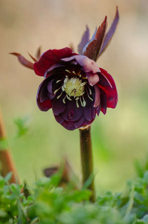 Helleborus plant first to bloom in the garden in winter time. Deep purple flowers and buds hybrid...