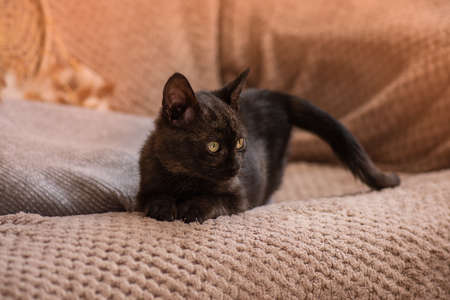 Portrait of cute kitten sleeps on the sofa. Little cat is snuggled up in soft bed while trying to sleep.の写真素材