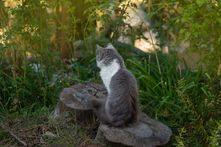 Cat walking in a beautiful garden with flowers. Portrait cat in green summer grass. Kitten walking in the grassの写真素材