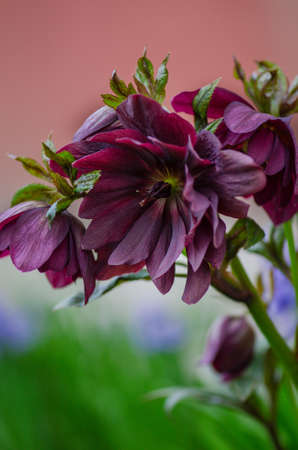 Hellebore hybrids or black hellebore growing in the spring garden. Christmas rose or hellebore spring flowers which position in semi shade.の写真素材