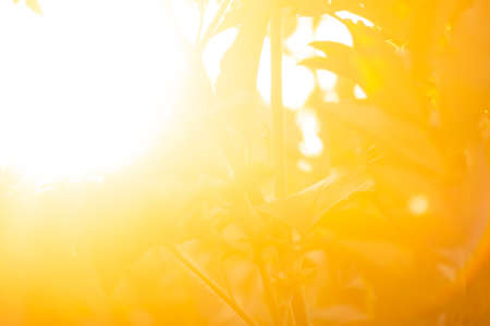 Sunny trees abstract nature bokeh texture. Colorful autumn bokeh background.の写真素材