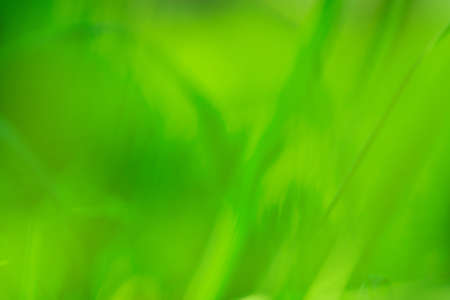Abstract green blurred background under the bright sun. Green nature blurred background.