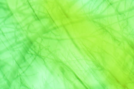 Green leaf on blurred greenery background. Blur nature green park.の写真素材
