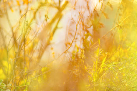 Blurry falling leaves natural bokeh background. Falling leaves natural blurred bokeh background.の写真素材