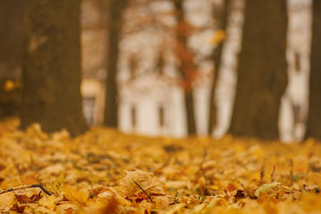 Autumn yellow golden leaf close up texture. Colorful bright background of autumn leaf. Colorful...