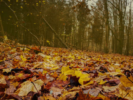 Wind blowing yellow leaves in autumn bright woods. Background with falling flying vivid leaves in...