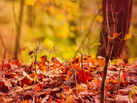 Autumn golden leaf texture background with copy space. Autumn yellow golden leaf close up texture.
