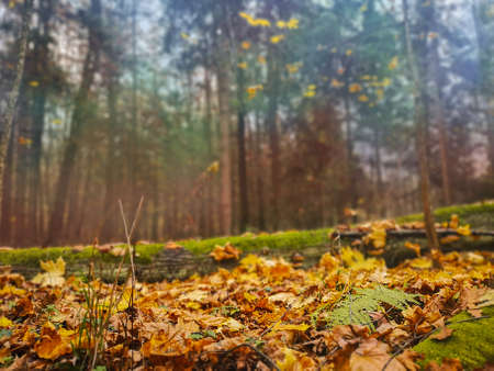Falling autumn leaves. Autumn leafs falling background.の写真素材