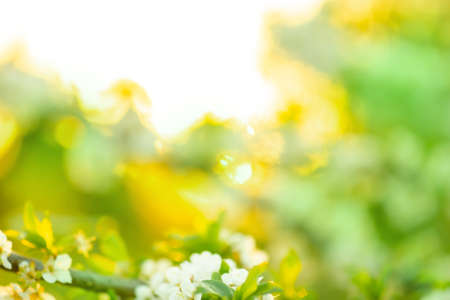 Spring or summer abstract nature background template.Bright summer defocused bokeh effect garden with sunlightの写真素材
