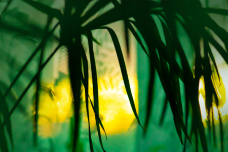 Blurry abstract coconut palm tree under blue sky on tropical beachの写真素材