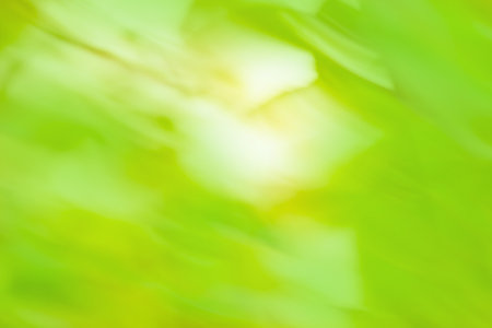 Wild flower on the meadow blurry background. Multicolored abstract defocused blurry effect background.の写真素材