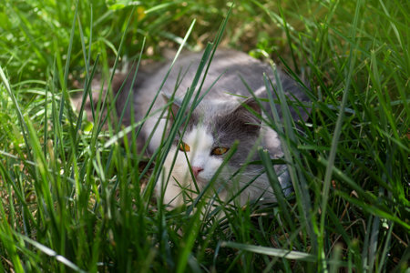 Cat on the grass. Cat lying on a grass field on a garden.
