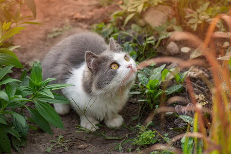 Young cat outdoor between autumn flowers. Beautiful cat outdoor in autumn flowering garden.の写真素材