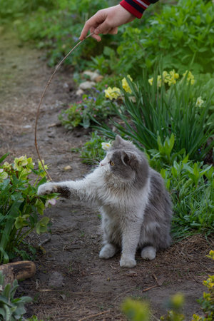 Beautiful cat in the hands of a girl outdoors. Girl having great time with her little sweet cat outdoors at sunset.の写真素材