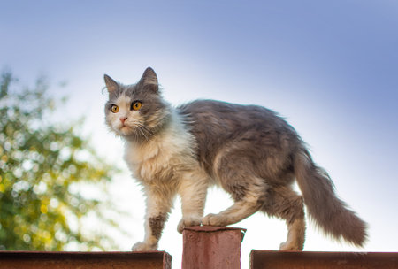 Cat lies on the edge of an old fence on backyard. Elegant and beautiful cat sitting on the fence with blurred background.の写真素材