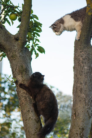 Smart skillful two cats climbing a tree and comes down from the tree. Two cats on the tree on a natural background.の写真素材