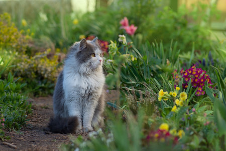 Emotional spring cat portrait. spring cat portrait.の写真素材