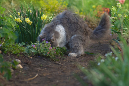 Cat walk in the garden to maintain their fitness. Outdoor portrait of cat playing with flowers in a garden.の写真素材